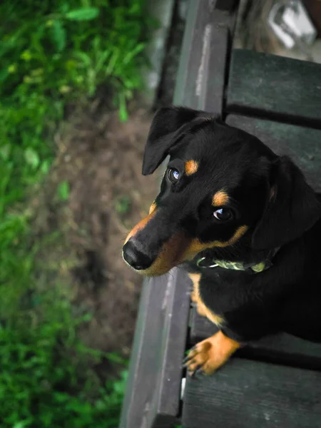 Dachshund yukarıdan kameraya bakıyor..