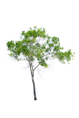 beyaz arkaplanda izole edilmiş yeşil ağaç 
