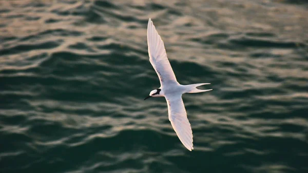 Mouette Volant Avec Mer Arrière Plan — Photo