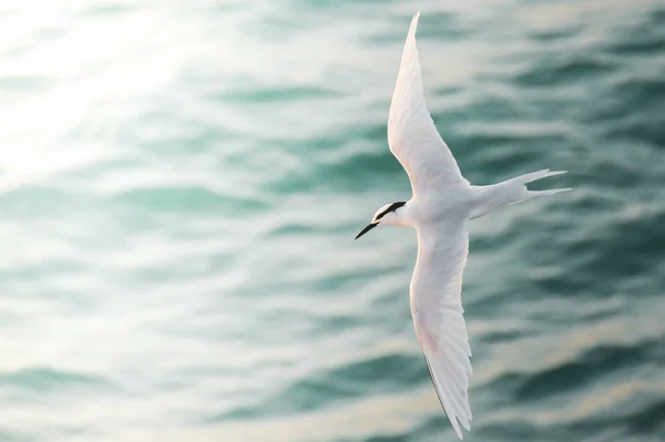 Gabbiano Che Vola Con Mare Sullo Sfondo — Foto Stock