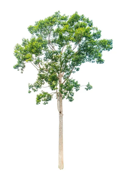 Schöner Baum Isoliert Auf Weißem Hintergrund — Stockfoto