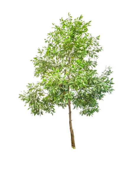 Зелене Дерево Ізольовано Білому Тлі — стокове фото