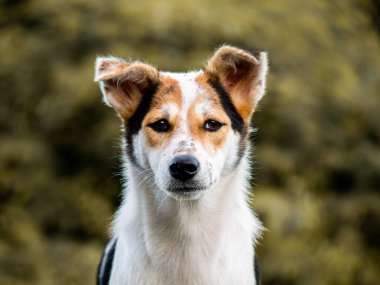 Küçük şirin köpek portresi.