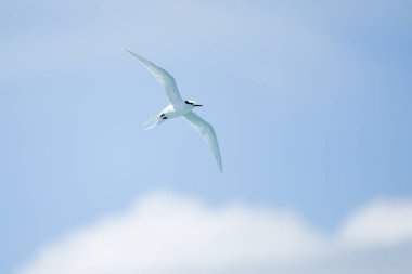 Martı gökyüzünde uçuyor.