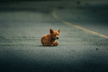 Kahverengi küçük köpek yolda.