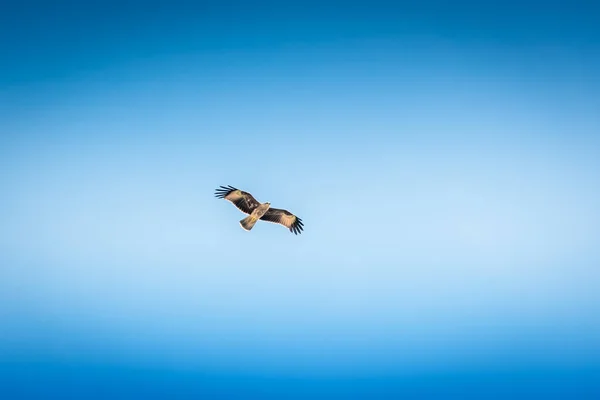Gaviota Volando Con Cielo Detrás — Foto de Stock