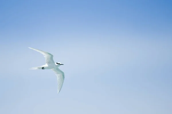 Gabbiano Che Vola Con Cielo Dietro — Foto Stock