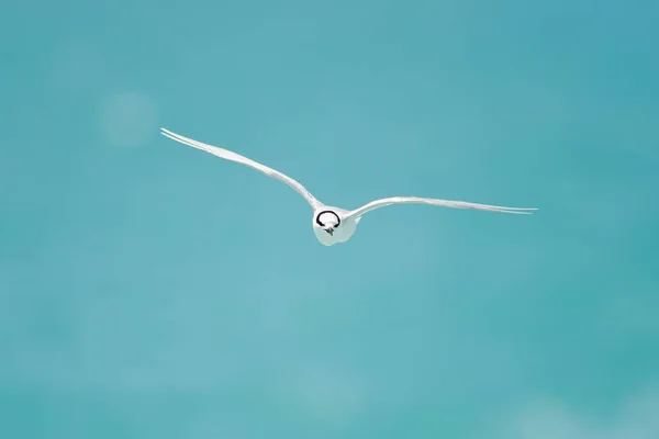 Gaviota Volando Con Cielo Detrás — Foto de Stock