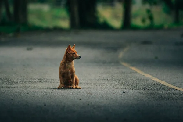 Marrón Perrito Camino — Foto de Stock