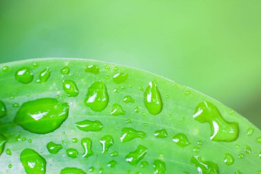 Su damlalı yeşil yaprak