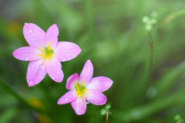 Su damlalı mor çiçekler