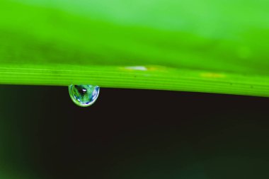 Su damlalı yeşil yaprak