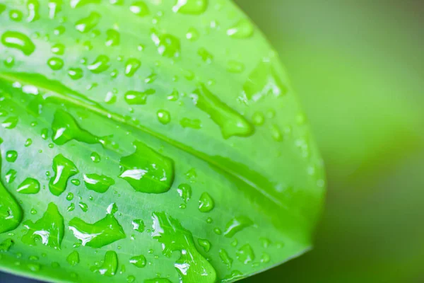 Grönt Löv Med Vattendroppar — Stockfoto