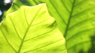 Bahçede yeşil yapraklar