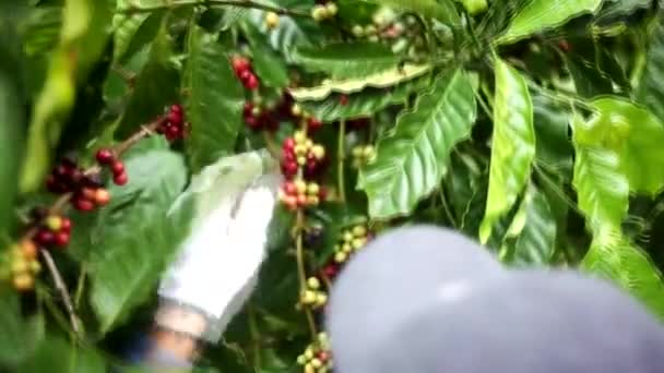 Zblízka Červené Zelené Rostliny Rostoucí Větvi Stromu — Stock video