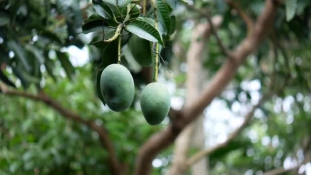 Primer Plano Una Mano Sosteniendo Manzano Verde — Vídeos de Stock