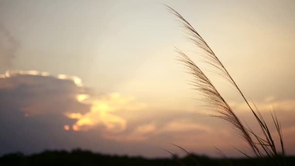 Hermoso Atardecer Campo — Vídeos de Stock