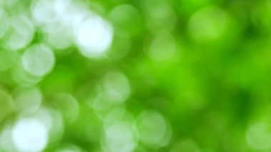Odaklanmamış ışıklarla yeşil bokeh arkaplanı
