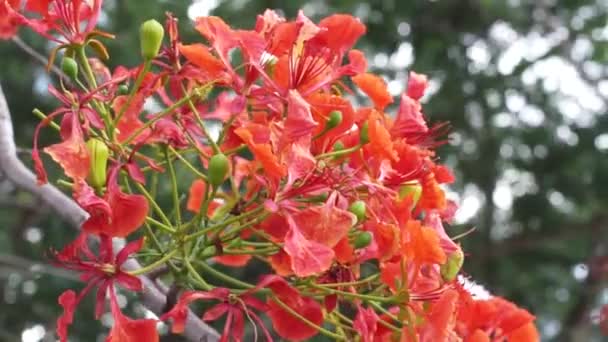 Hermoso Plano Botánico Fondo Pantalla Natural — Vídeo de stock