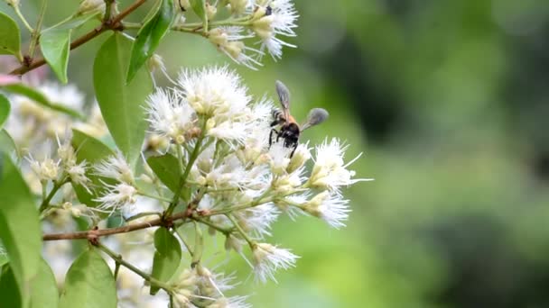 Nahaufnahme Von Bienen Auf Blumen Von Bäumen — Stockvideo