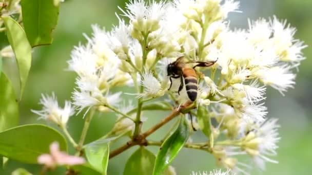 Abeja Una Flor — Vídeos de Stock