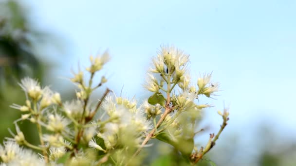 Κοντά Πλάνα Από Μέλισσες Λουλούδια Του Δέντρου — Αρχείο Βίντεο