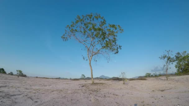 배경에 나무가 아름다운 — 비디오