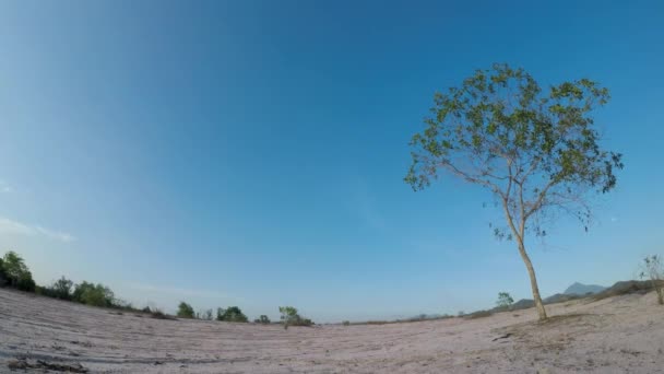 Bellissimo Paesaggio Con Albero Sullo Sfondo — Video Stock