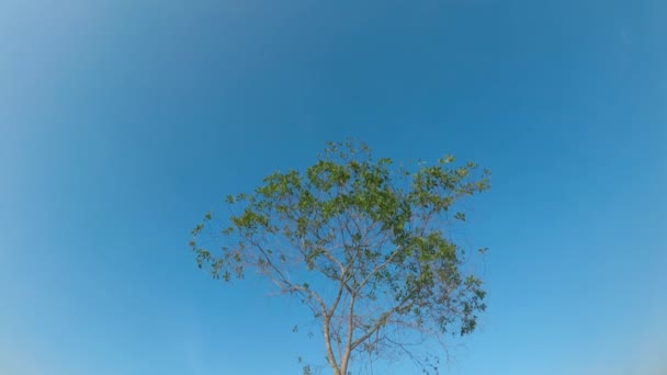 Grüner Baum Gegen Blauen Himmel — Stockvideo