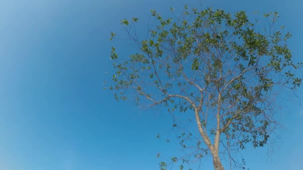 Zielone Drzewo Przeciwko Błękitnemu Niebu — Wideo stockowe
