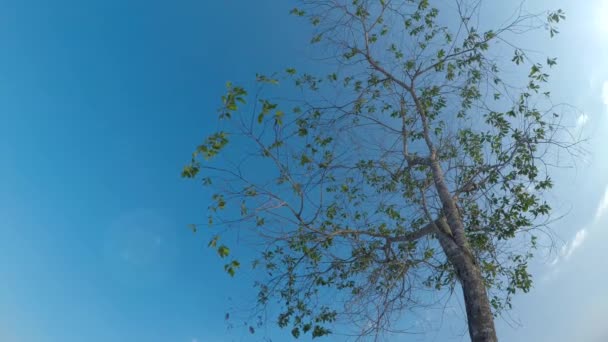 Schöne Aussicht Auf Den Wald — Stockvideo