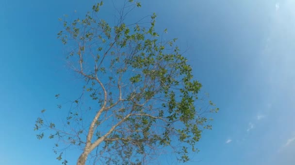 Зелене Дерево Фоні Блакитного Неба — стокове відео