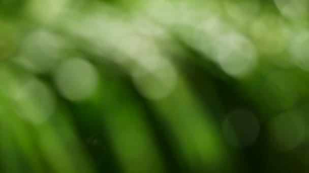 Fundo Borrado Verde Com Bokeh — Vídeo de Stock