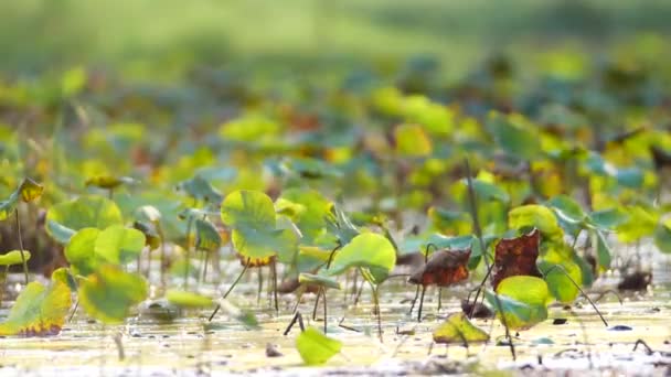 Hojas Verdes Agua — Vídeos de Stock