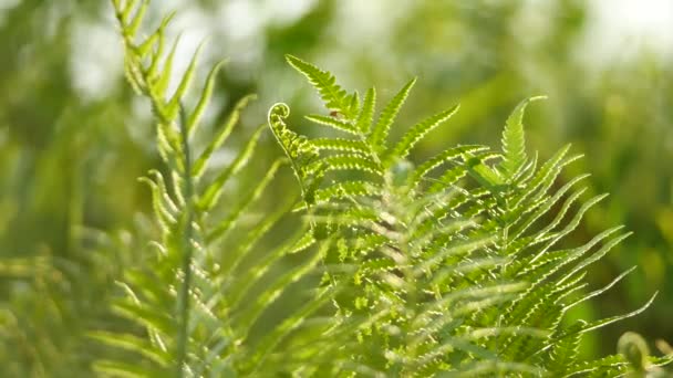 Hojas Verdes Bosque — Vídeos de Stock