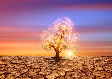 Çöldeki ağaç dramatik günbatımı gökyüzü