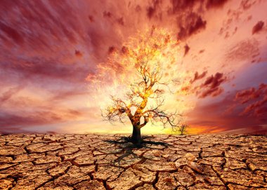 Çöldeki ağaç dramatik günbatımı gökyüzü