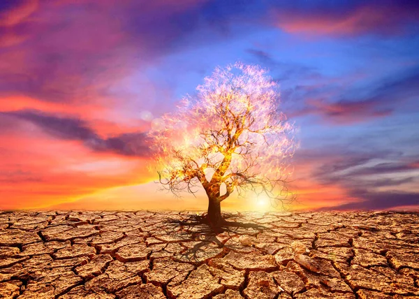 Дерево Пустелі Драматичним Небом Заходу Сонця — стокове фото