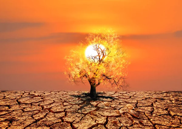 Baum Der Wüste Mit Dramatischem Sonnenuntergang — Stockfoto