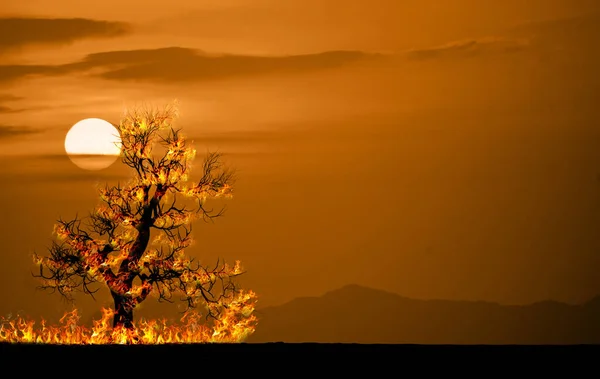 Martwe Drzewa Płonęły Powodu Suszy Koncepcja Globalnego Ocieplenia — Zdjęcie stockowe