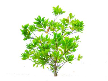 Tayland ağacı beyaz arkaplanda izole edildi 