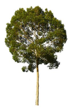 Beyaz arka planda tropik Tayland ağaçları