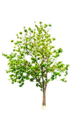 Tayland ağacı beyaz arkaplanda izole edildi 