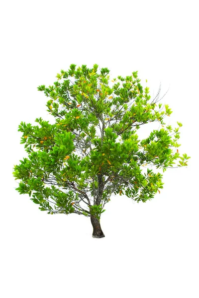 Albero Verde Isolato Sfondo Bianco — Foto Stock