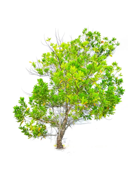 배경에 분리되어 활엽수 — 스톡 사진