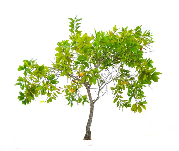 Thailandia Albero Isolato Sfondo Bianco — Foto Stock