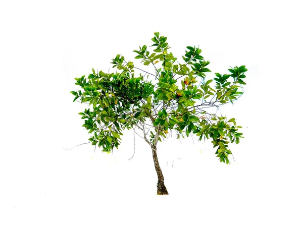 배경에 분리되어 활엽수 — 스톡 사진
