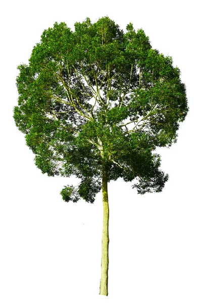Tajlandia Drzewo Izolowane Białym Tle — Zdjęcie stockowe