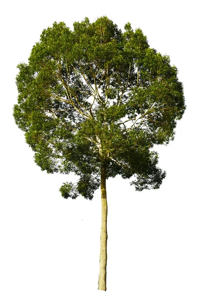 Tropické Stromy Thajska Bílém Pozadí — Stock fotografie