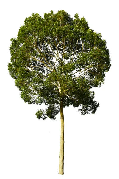 Árboles Tropicales Tailandia Sobre Fondo Blanco —  Fotos de Stock